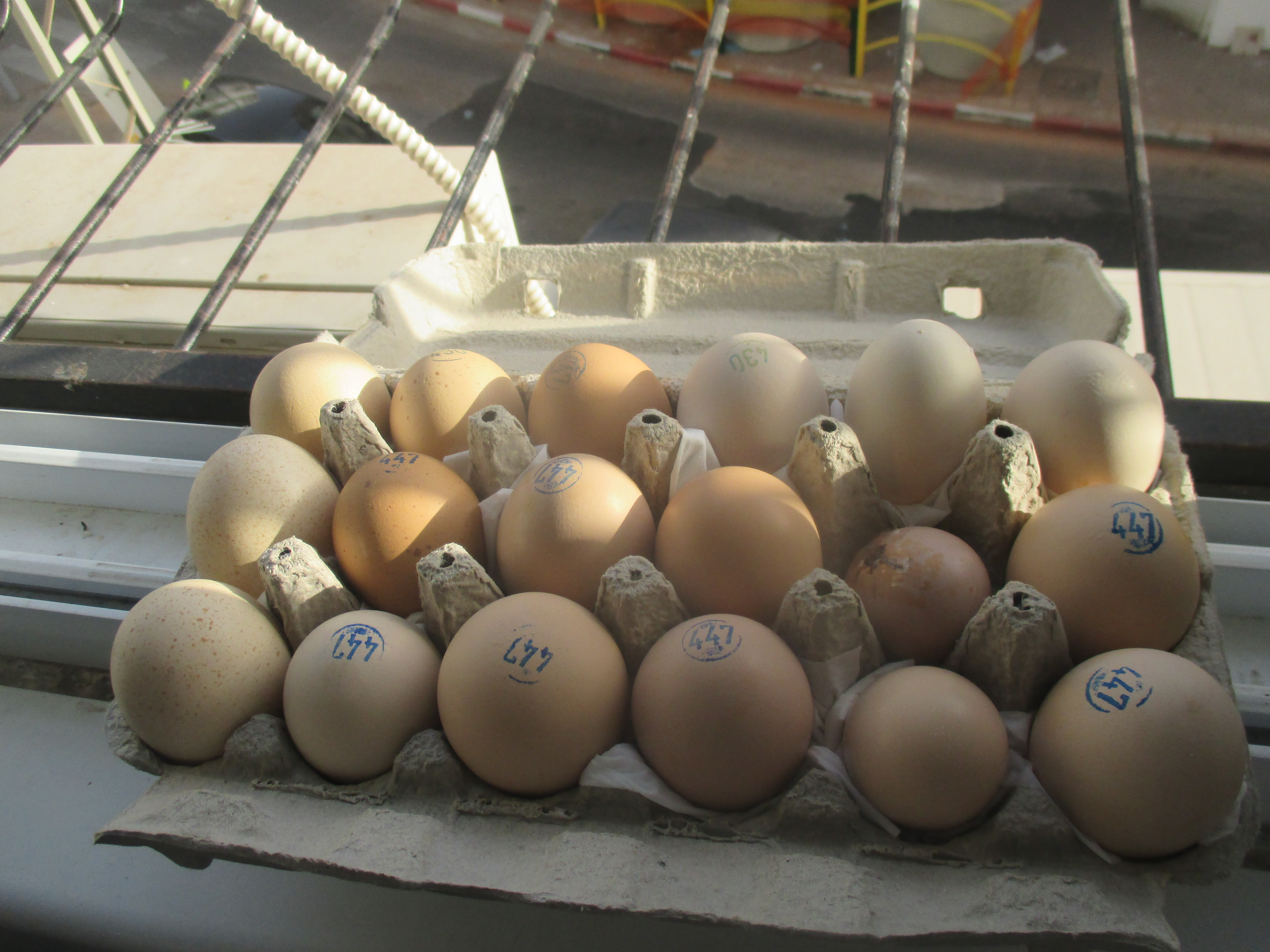 ביצים של תרנגולי פטם 1.jpg