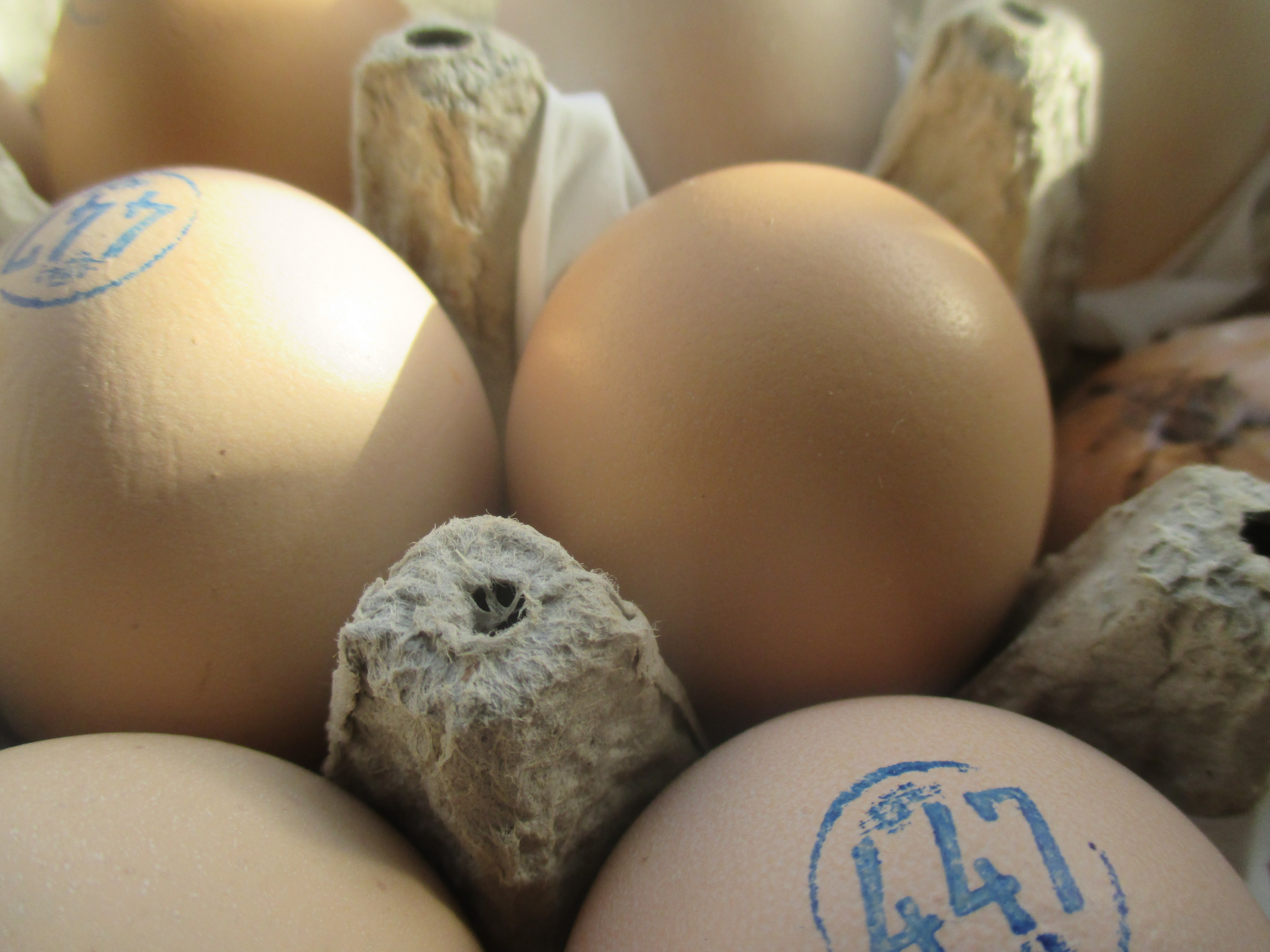 ביצים של תרנגולי פטם 2.jpg