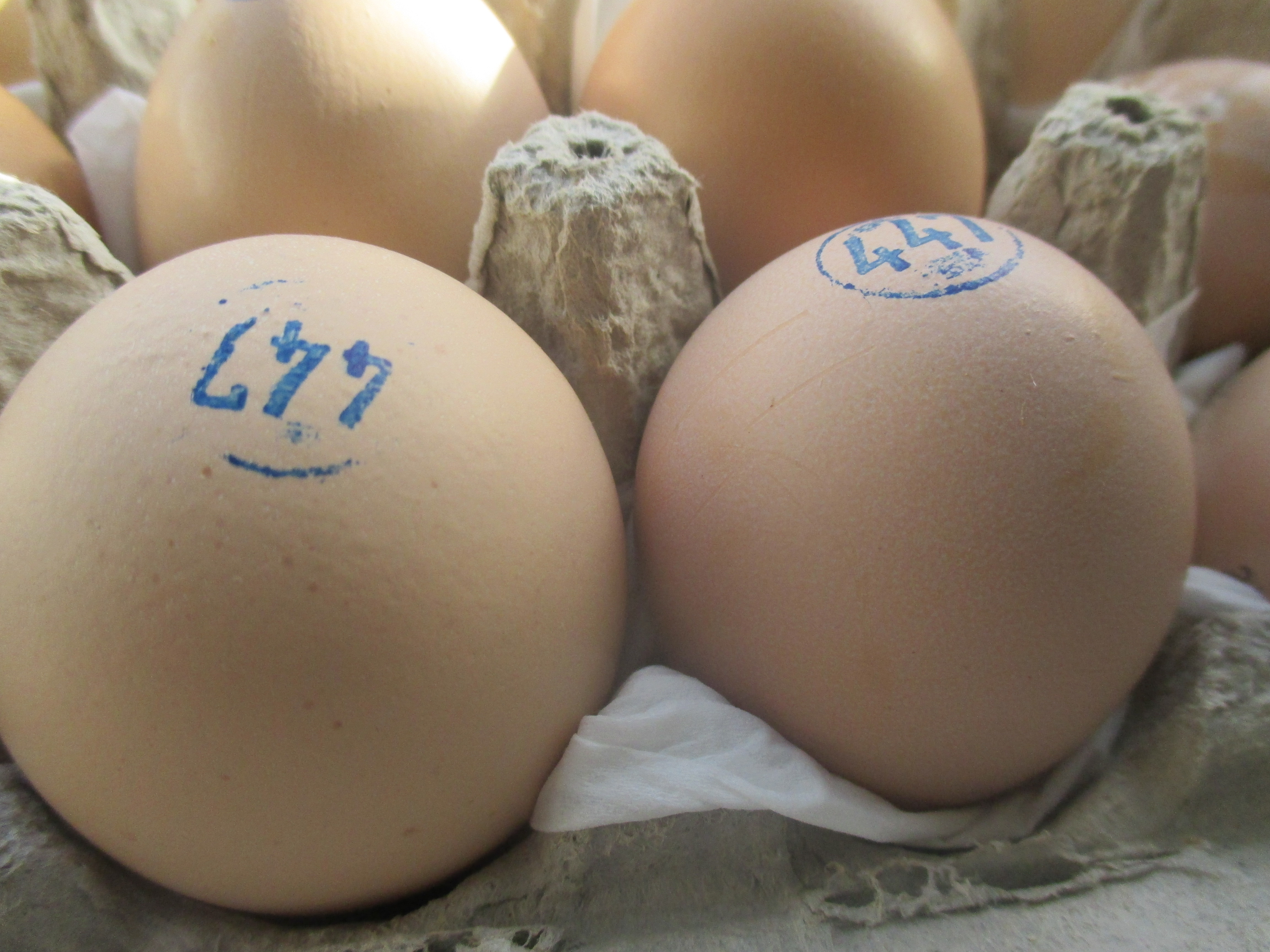 ביצים של תרנגולי פטם 3.jpg