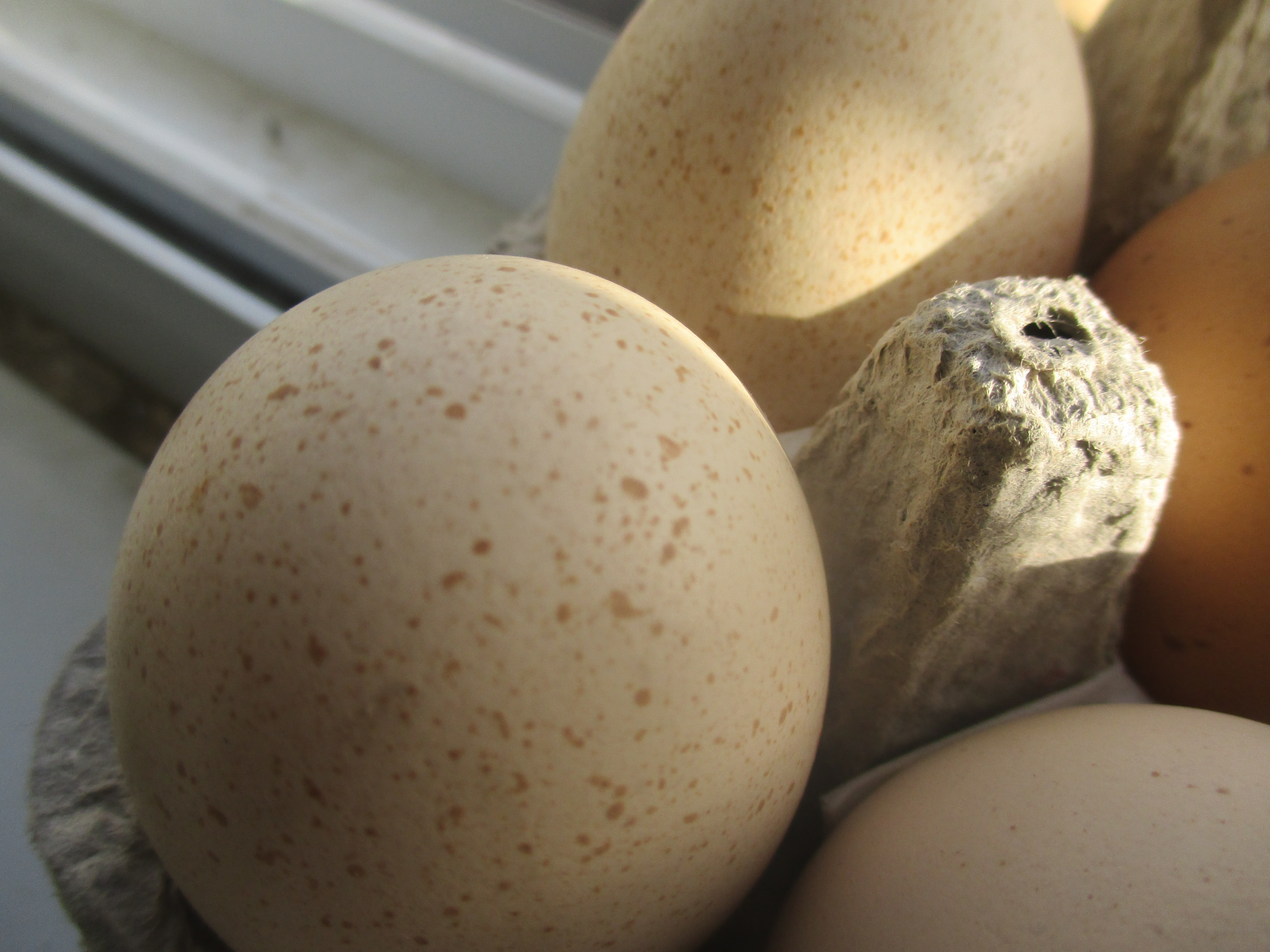 ביצים של תרנגולי פטם 4.jpg