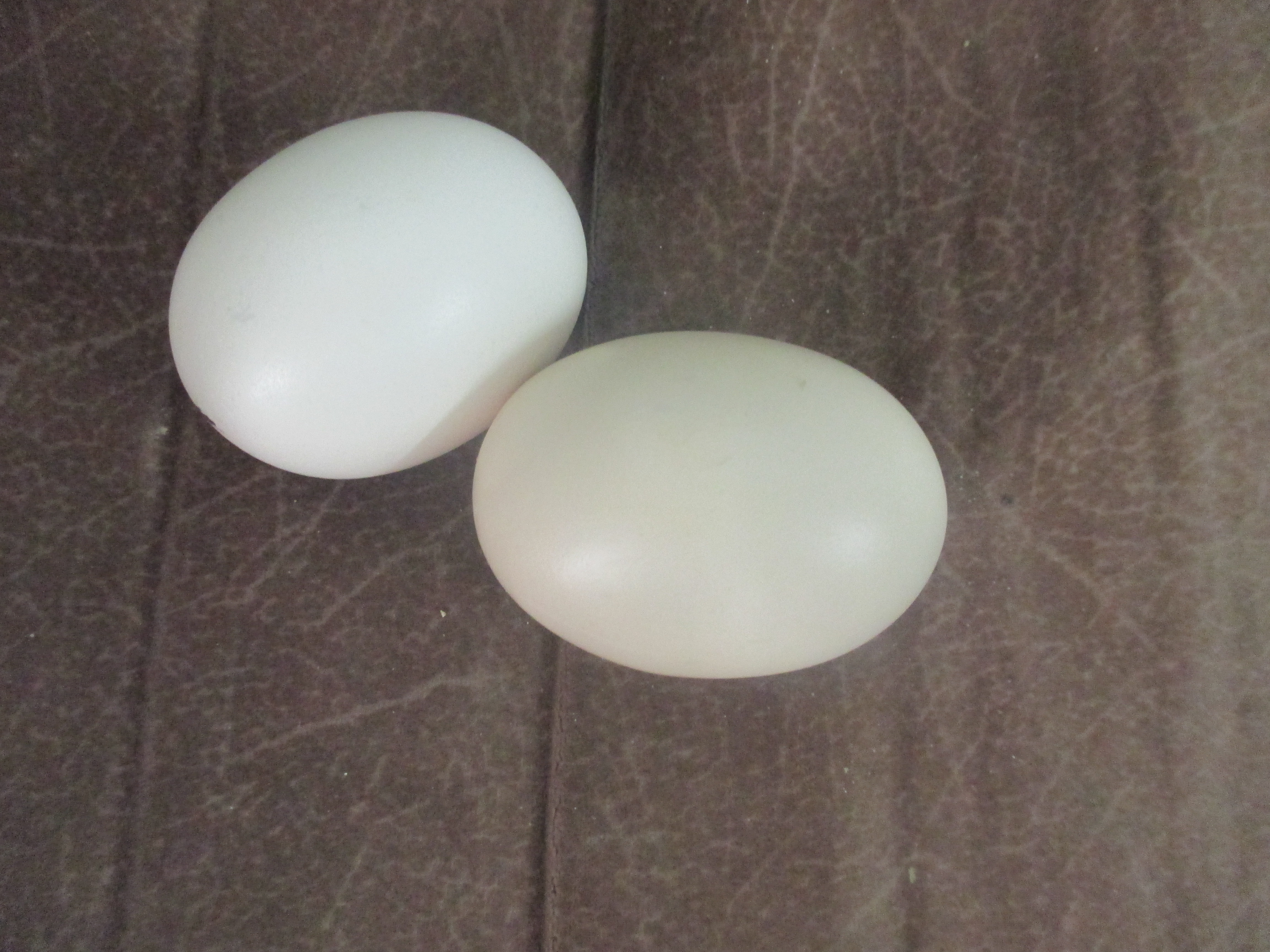ביצים של תרנגולי פטם 8.jpg