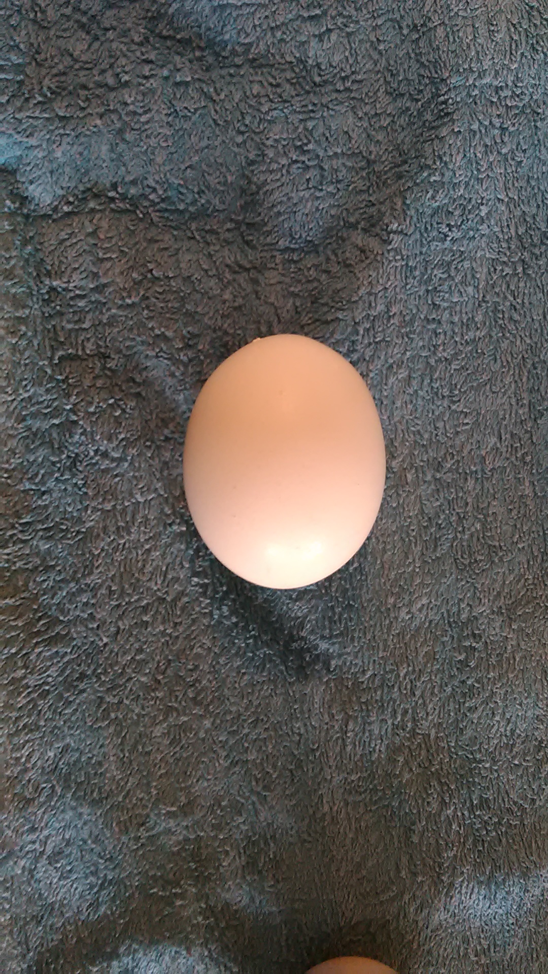 ביצים של תרנגולי פטם 9.jpg