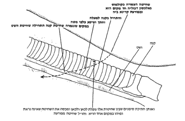 בית המדרש.png